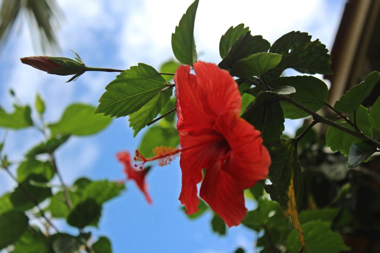 Hôtel Morada Dos Hibiscos à Praia do Rosa Extérieur photo